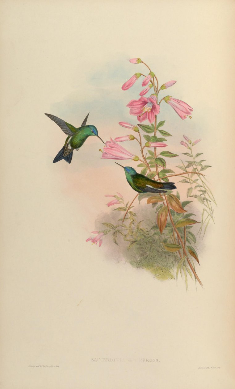 Saucerottia cyanifrons = Amazilia cyanifrons tekijältä John Gould