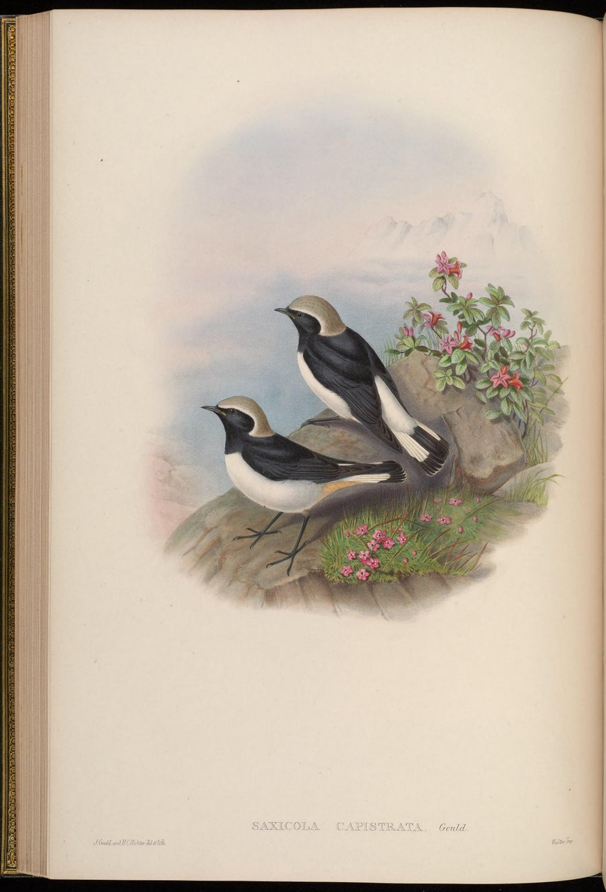 Saxicola capistrata = Oenanthe picata capistrata tekijältä John Gould