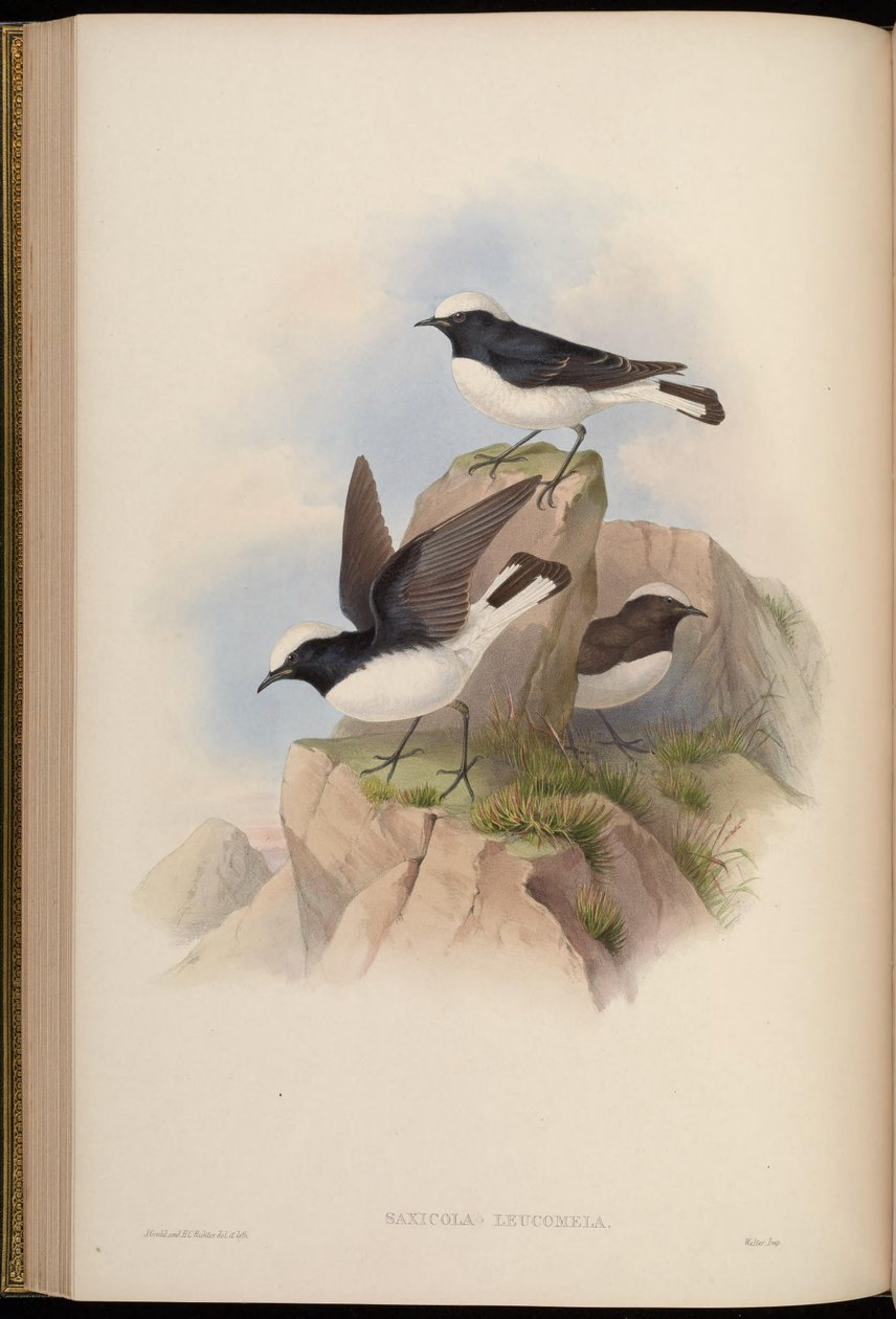 Saxicola leucomela = Oenanthe pleschanka tekijältä John Gould