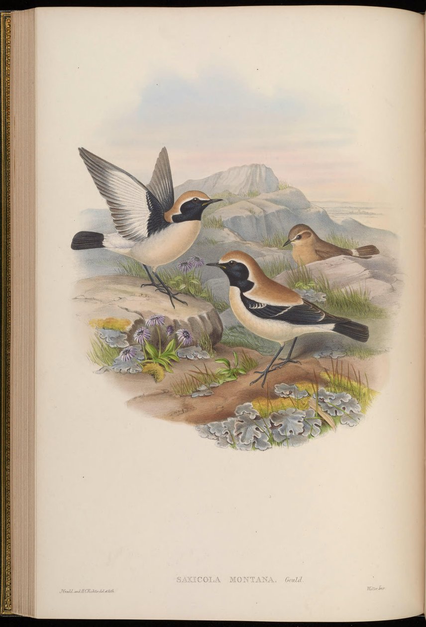 Saxicola montana = Oenanthe deserti tekijältä John Gould