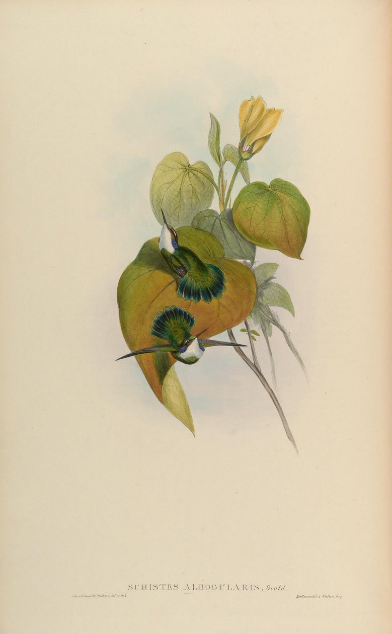 Schistes albogularis = Schistes geoffroyi albogularis tekijältä John Gould
