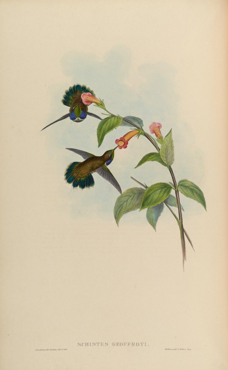 Schistes geoffroyi tekijältä John Gould
