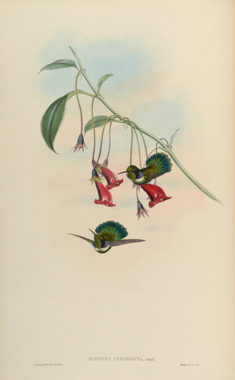 Schistes personata = Schistes geoffroyi albogularis tekijältä John Gould