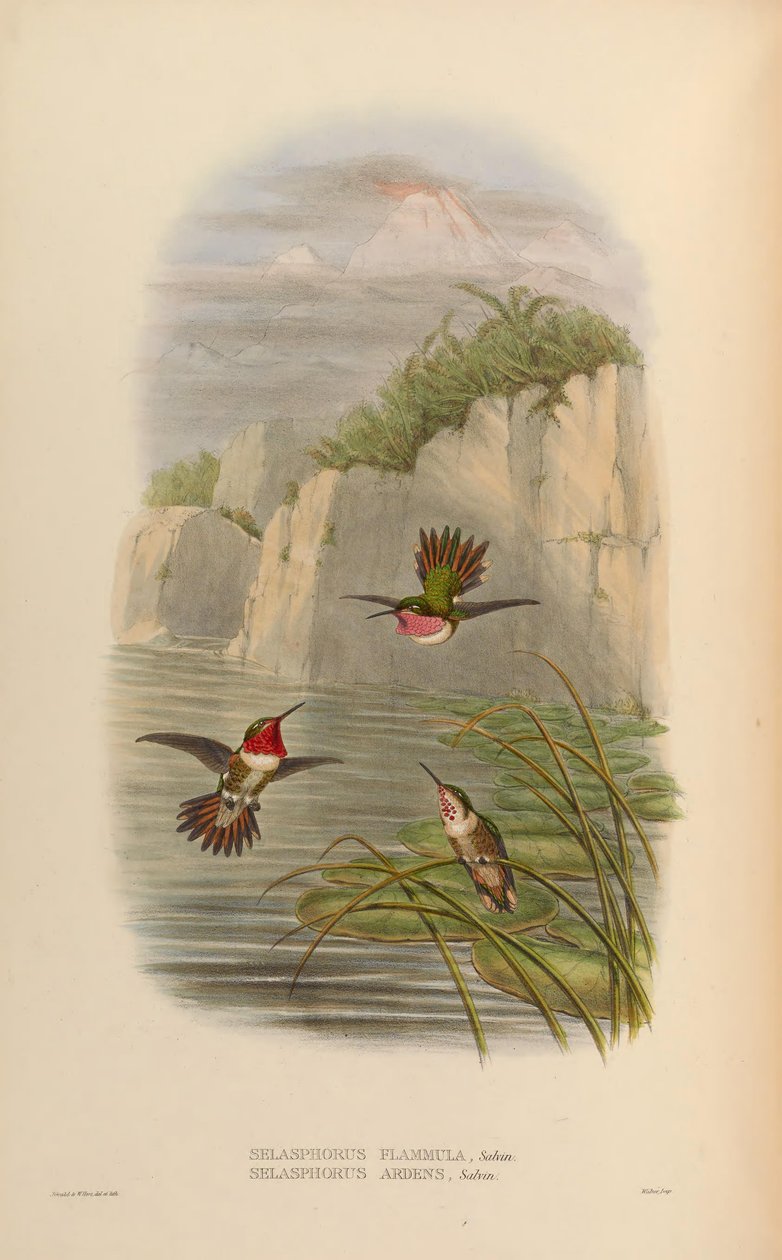 Selasphorus ardens Uros, Naaras Selasphorus flammula Uros tekijältä John Gould