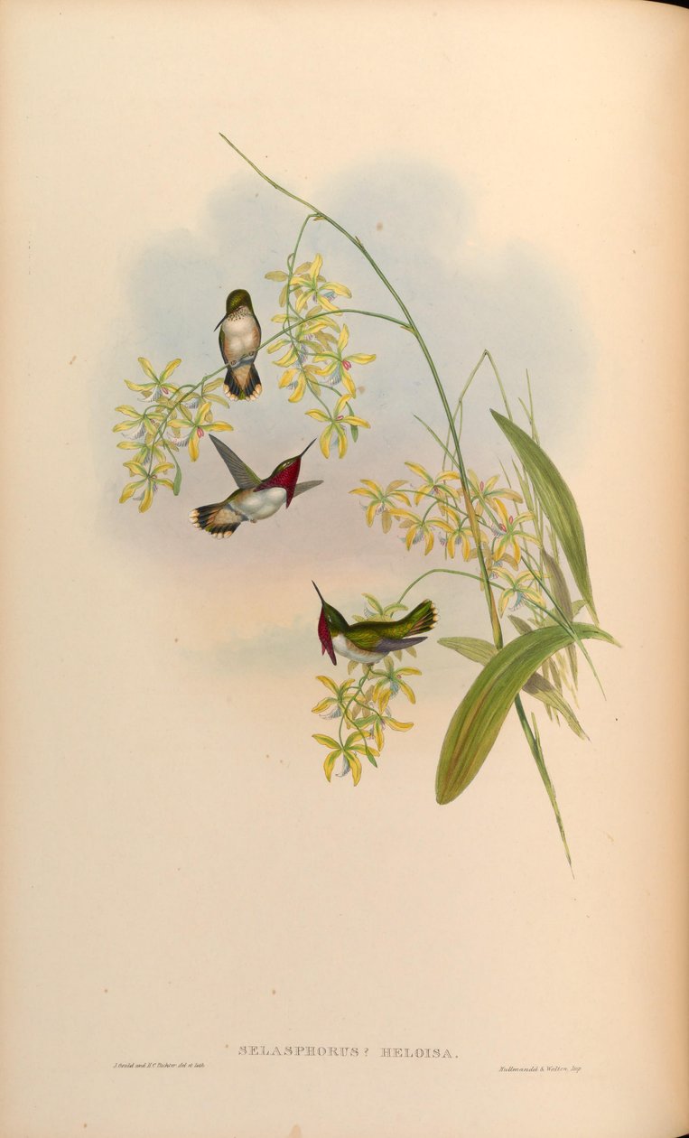 Selasphorus heloisa = Atthis heloisae tekijältä John Gould