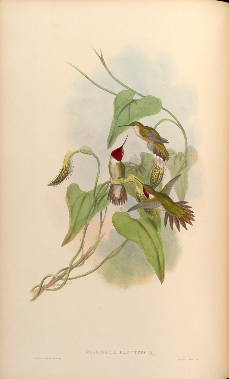 Selasphorus platycercus tekijältä John Gould