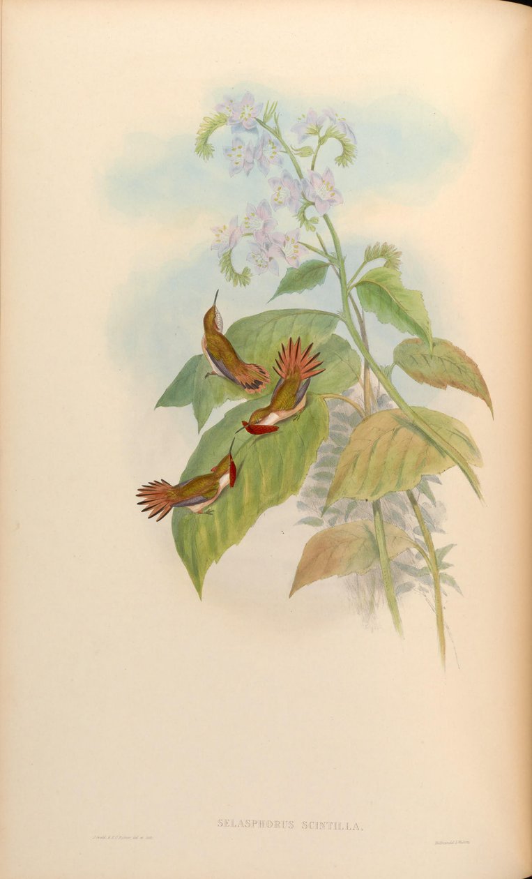 Selasphorus scintilla tekijältä John Gould