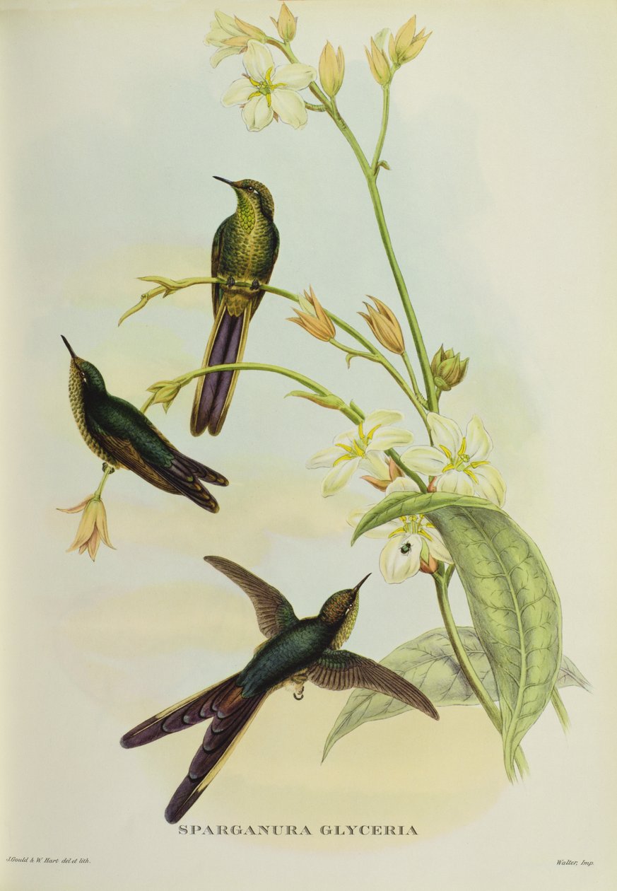 Sparganura Glyceria, Tropical Birdsista tekijältä John Gould
