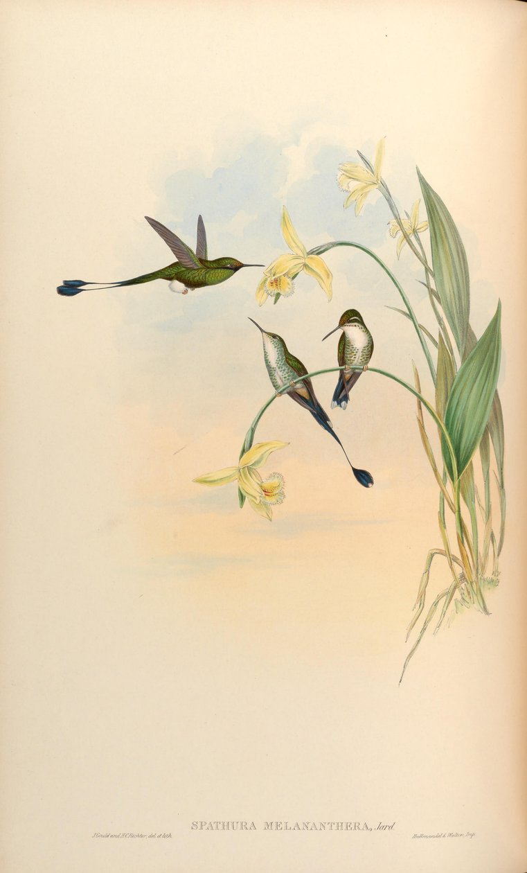 Spathura melananthera = Ocreatus underwoodii melantherus tekijältä John Gould