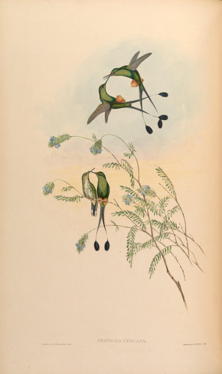 Spathura peruana = Ocreatus underwoodii peruanus tekijältä John Gould