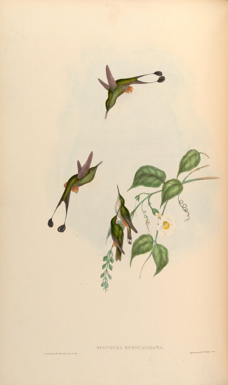 Spathura rufocaligata = Ocreatus underwoodii addae tekijältä John Gould