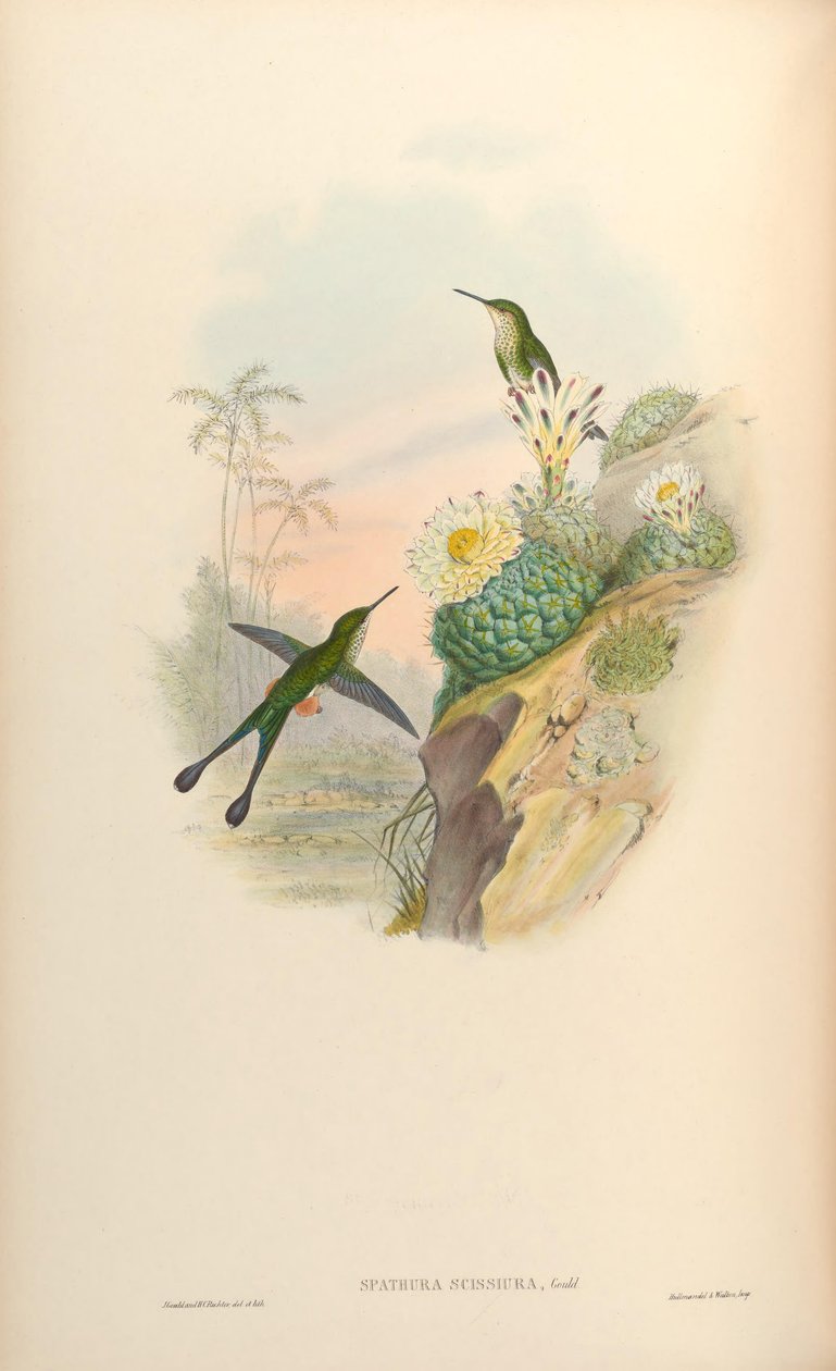 Spathura scissiura = Ocreatus underwoodii peruanus tekijältä John Gould