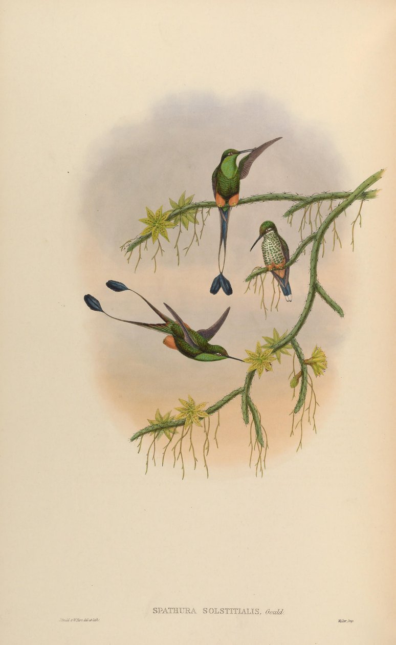 Spathura solstitialis = Ocreatus underwoodii tekijältä John Gould