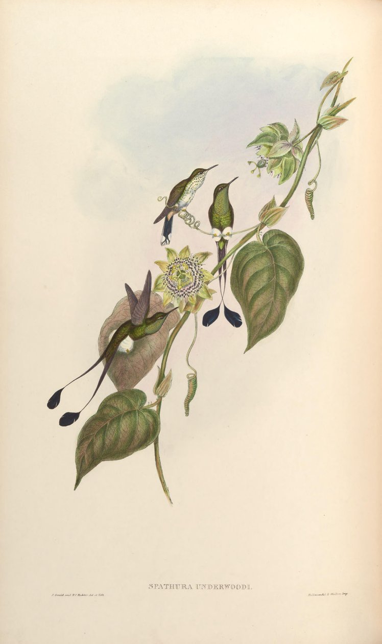 Spathura underwoodi = Ocreatus underwoodii melanantherus tekijältä John Gould