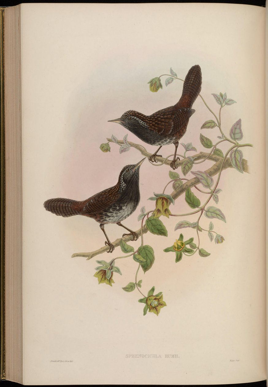 Sphenocichla humii tekijältä John Gould
