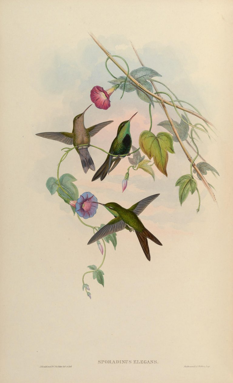 Sporadinus elegans = Chlorostilbon swainsonii tekijältä John Gould