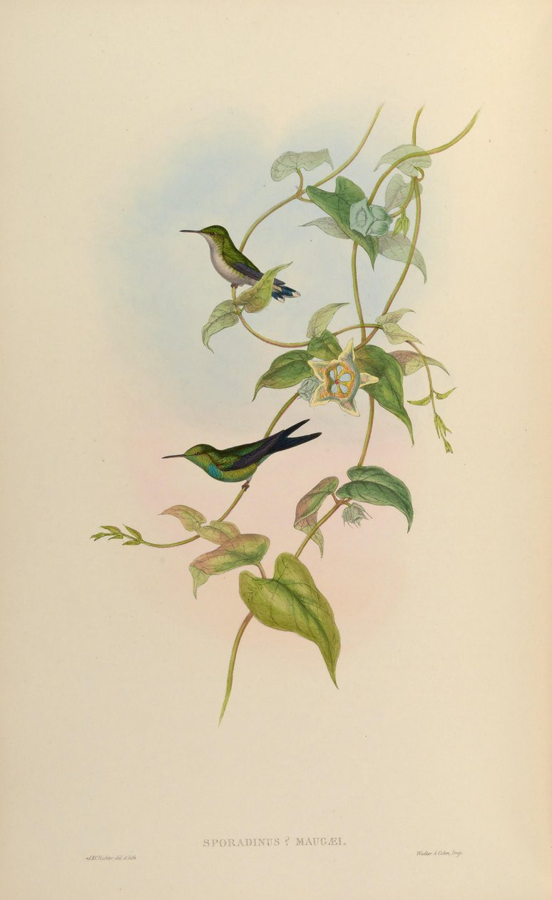Sporadinus maugaei = Chlorostilbon maugaeus tekijältä John Gould