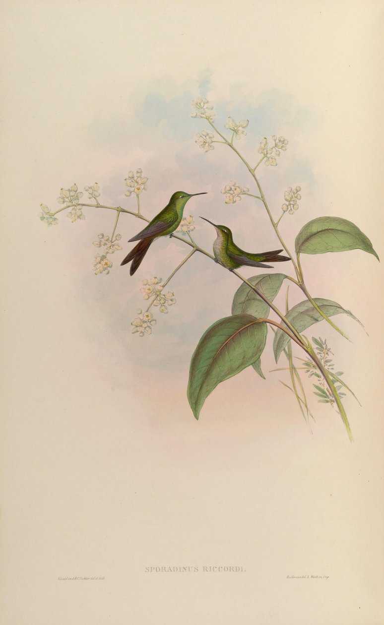 Sporadinus riccordii = Chlorostilbon riccordii tekijältä John Gould