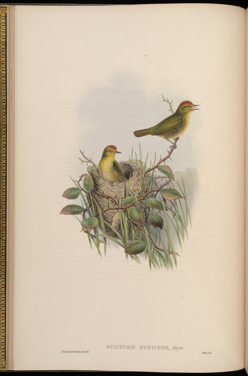 Stachyris ruficeps = Stachyridopsis ruficeps tekijältä John Gould