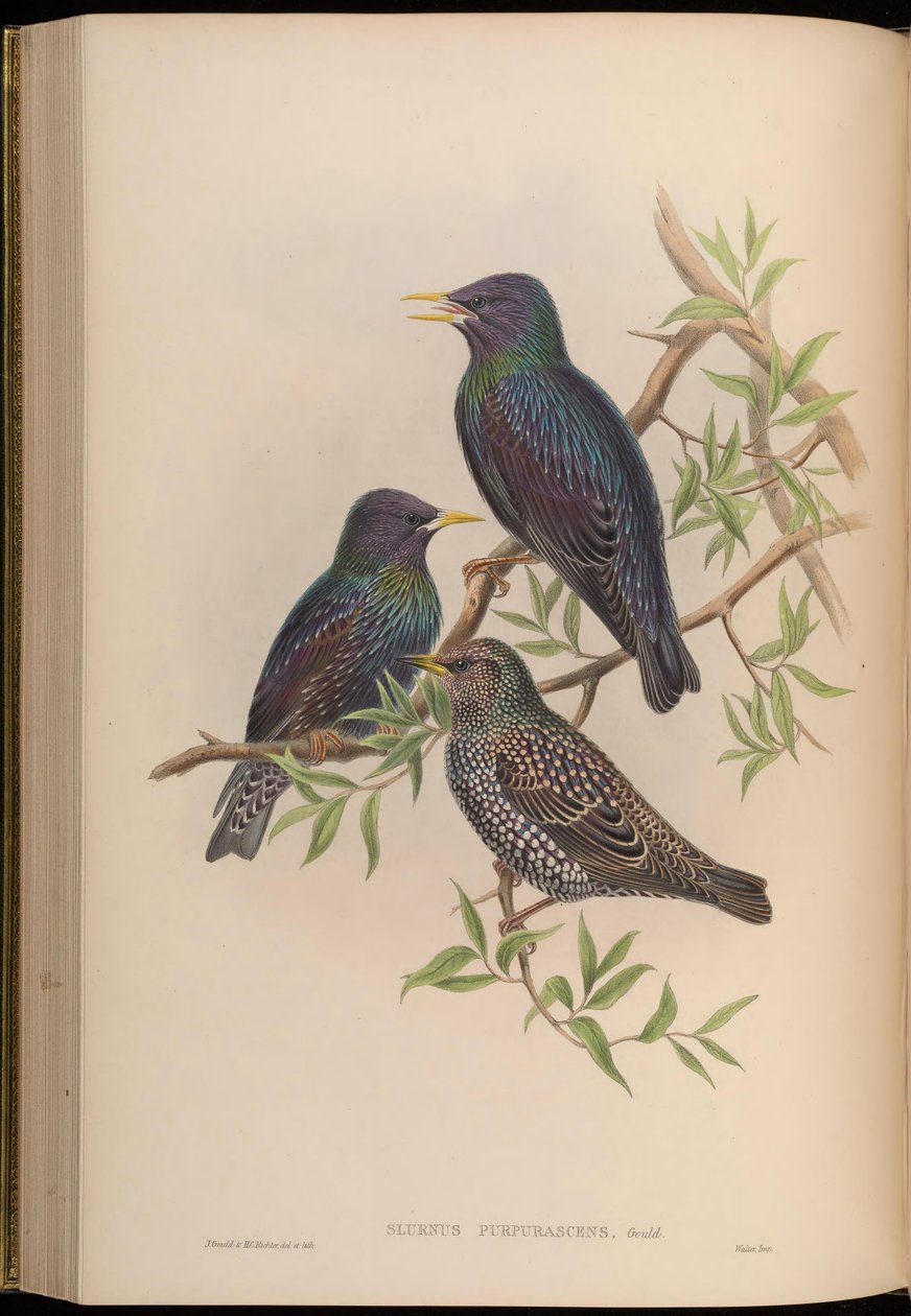 Sturnus purpurascens = Sturnus vulgaris purpurascens tekijältä John Gould