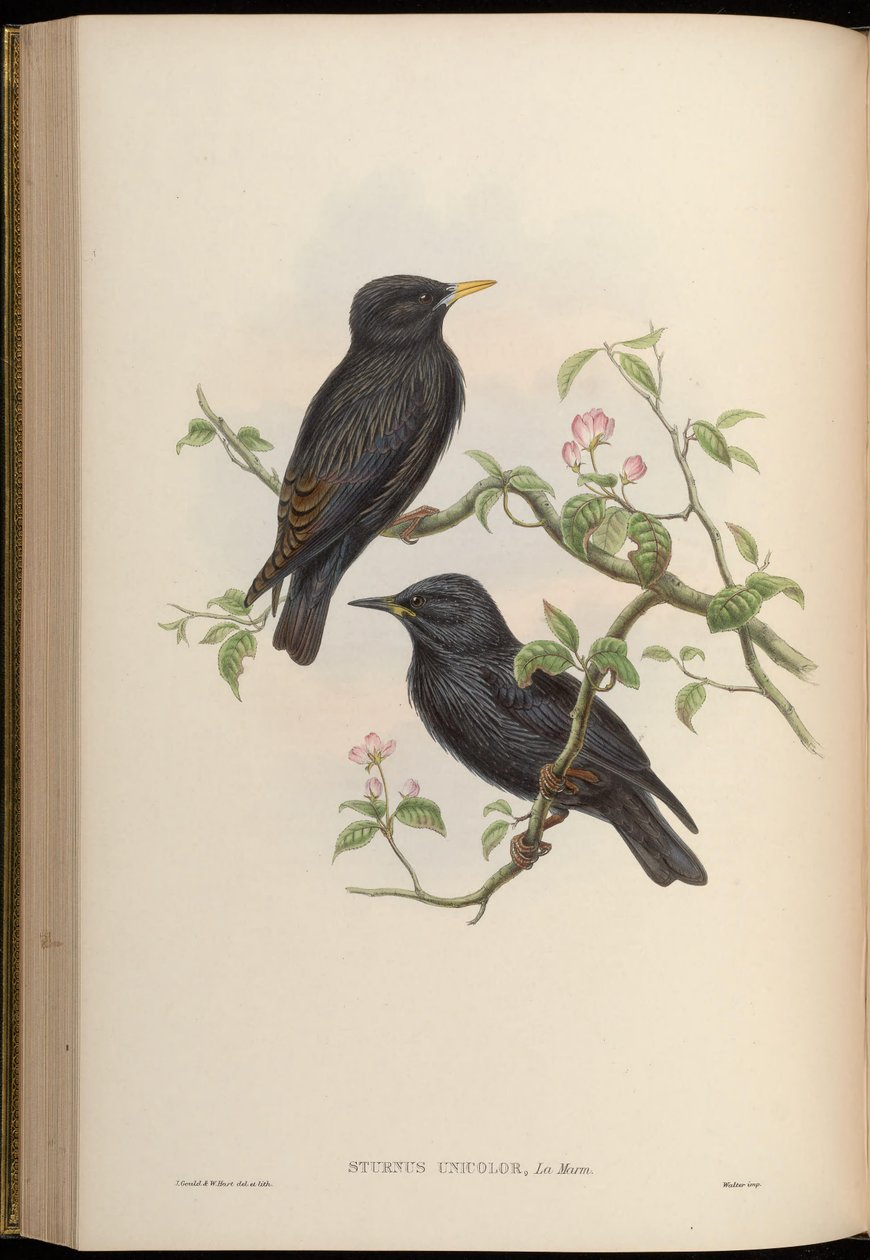 Sturnus yksivärinen tekijältä John Gould