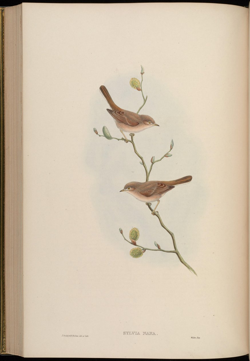 Sylvia nana tekijältä John Gould