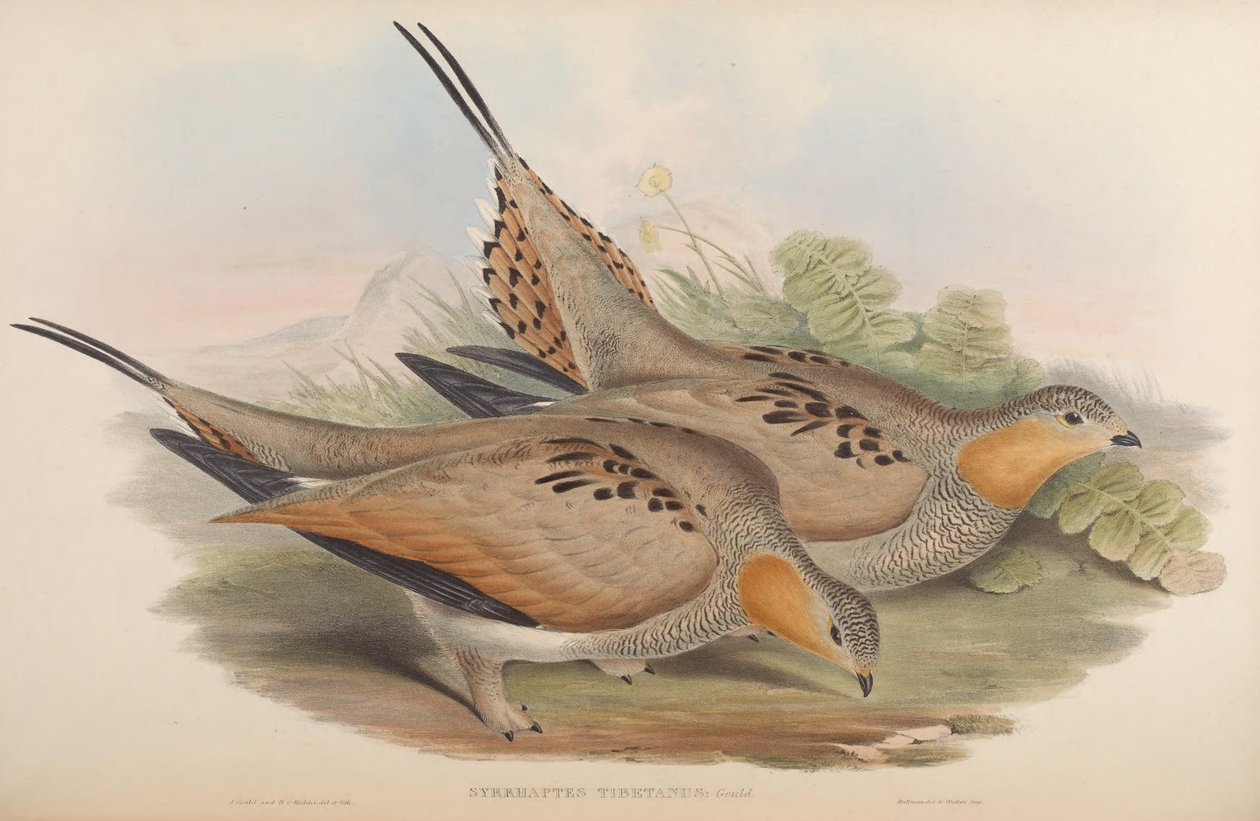 Syrrhaptes tibetanus tekijältä John Gould
