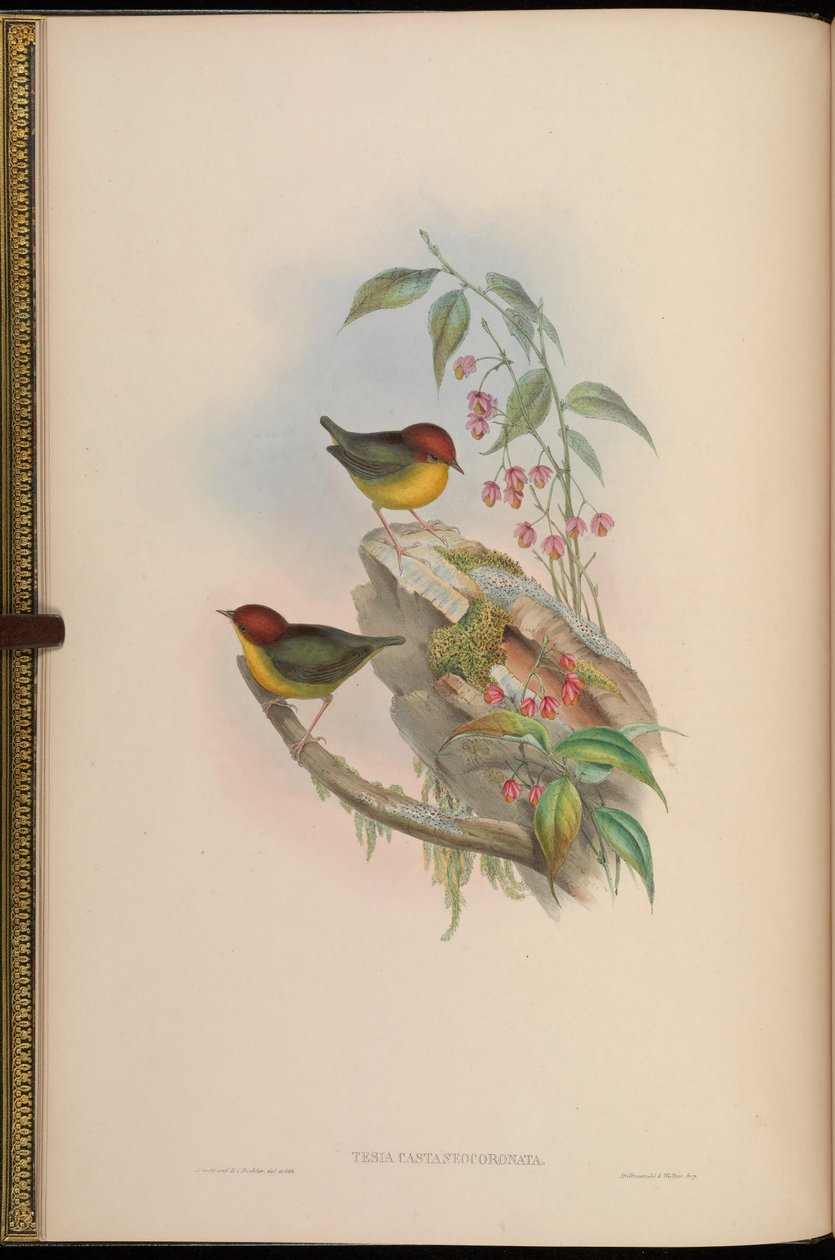 Tesia castaneocoronata = Cettia castaneocoronata tekijältä John Gould