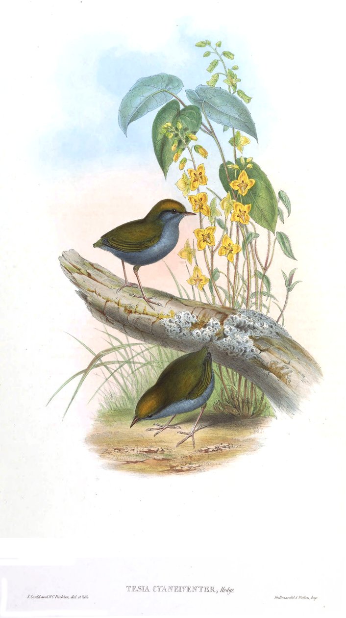 Tesian syaneivinen keskus tekijältä John Gould
