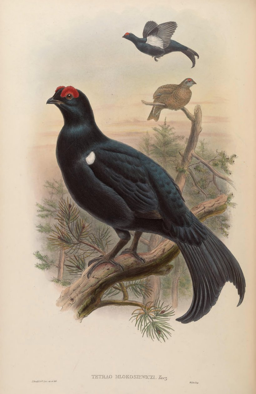 Tetrao mlokosiewiczi tekijältä John Gould