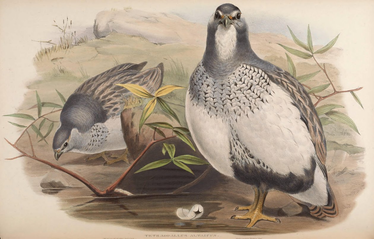 Tetraogallus altaicus tekijältä John Gould