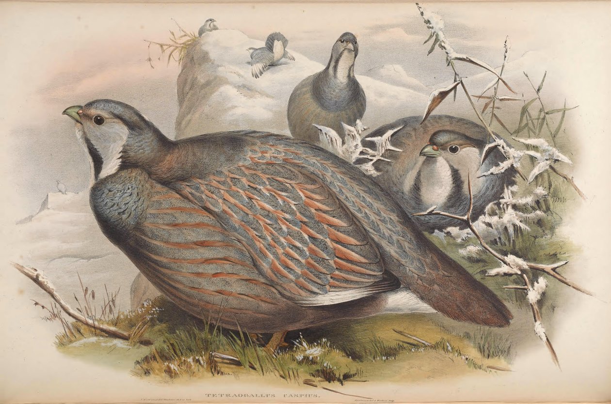 Tetraogallus caspius tekijältä John Gould
