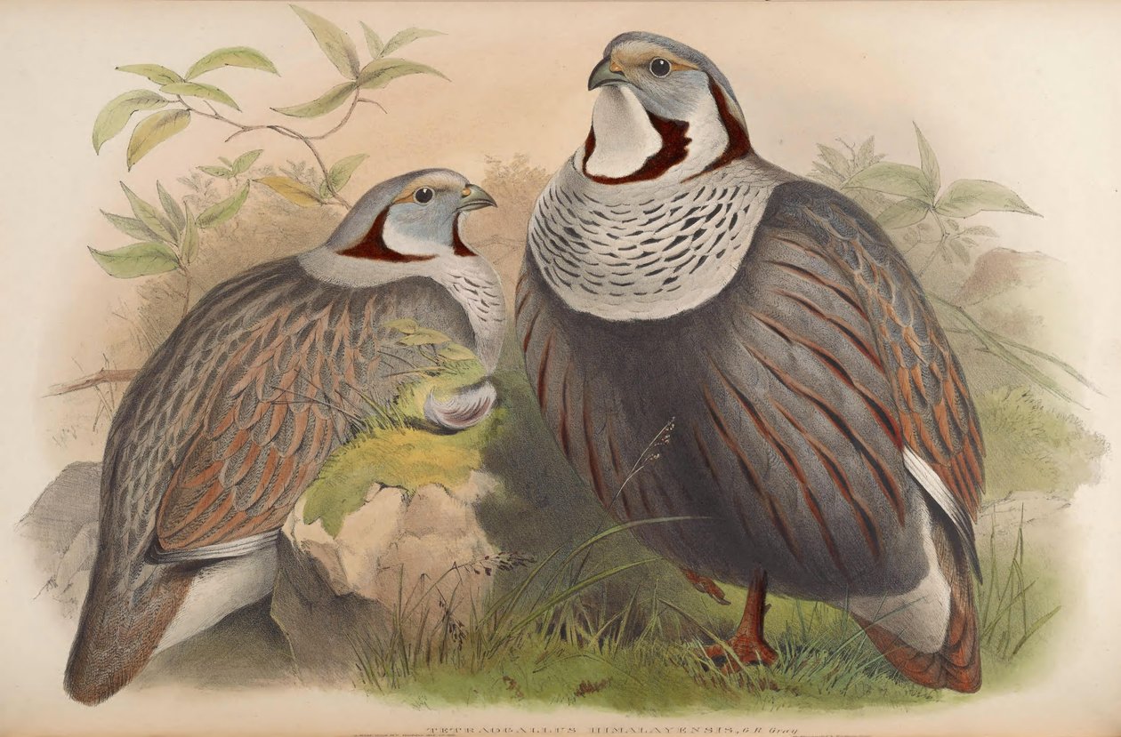Tetraogallus himalayensis tekijältä John Gould