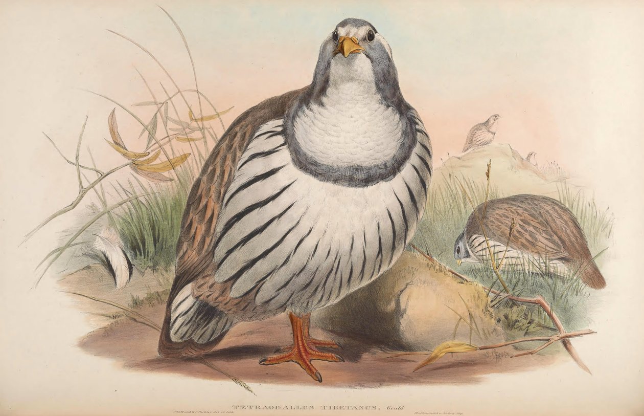 Tetraogallus tibetanus tekijältä John Gould