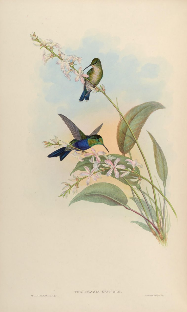 Thalurania eryphile = Thalurania furcata eriphile tekijältä John Gould
