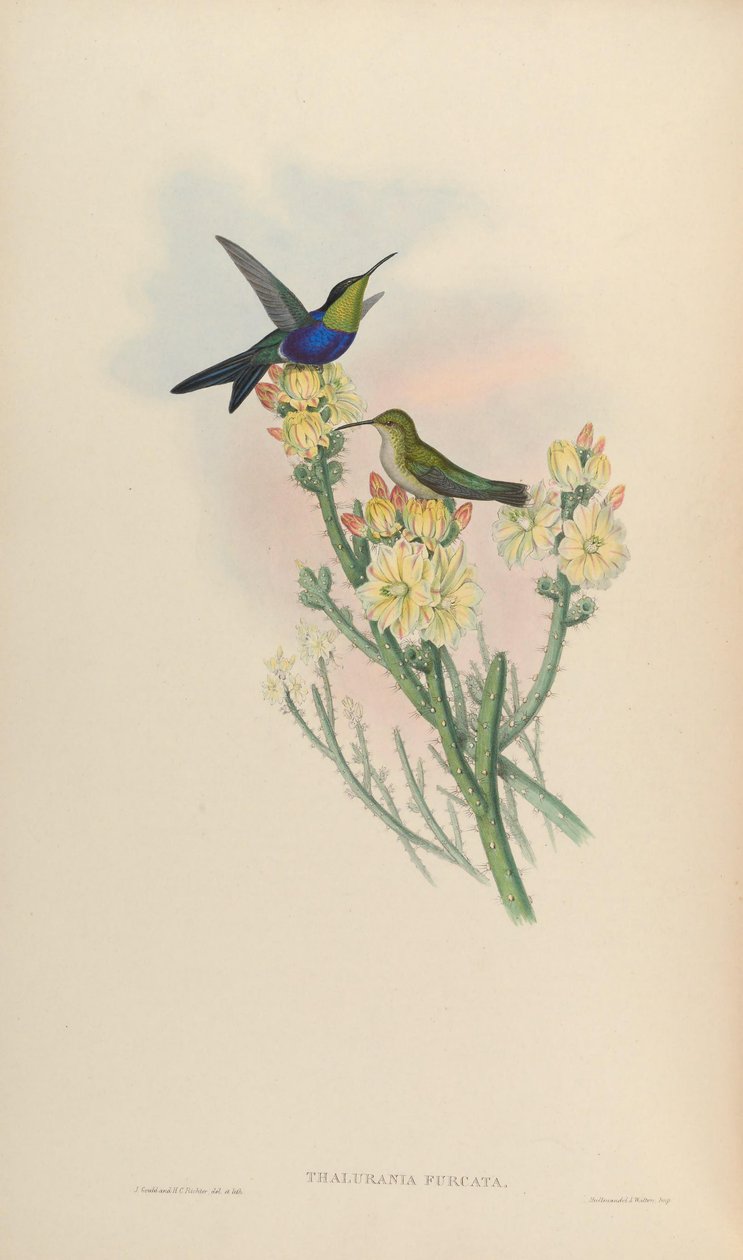 Thalurania furcata tekijältä John Gould