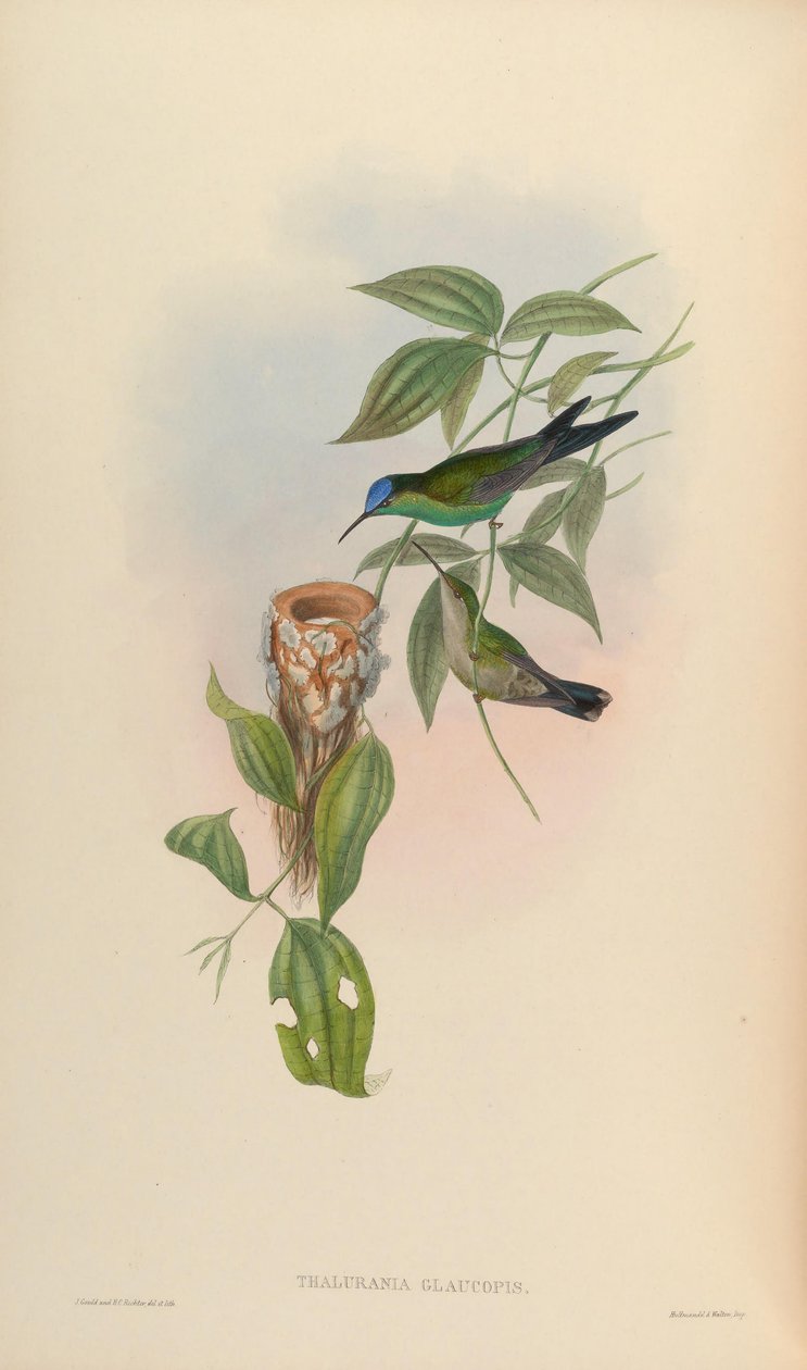 Thalurania glaucopis tekijältä John Gould