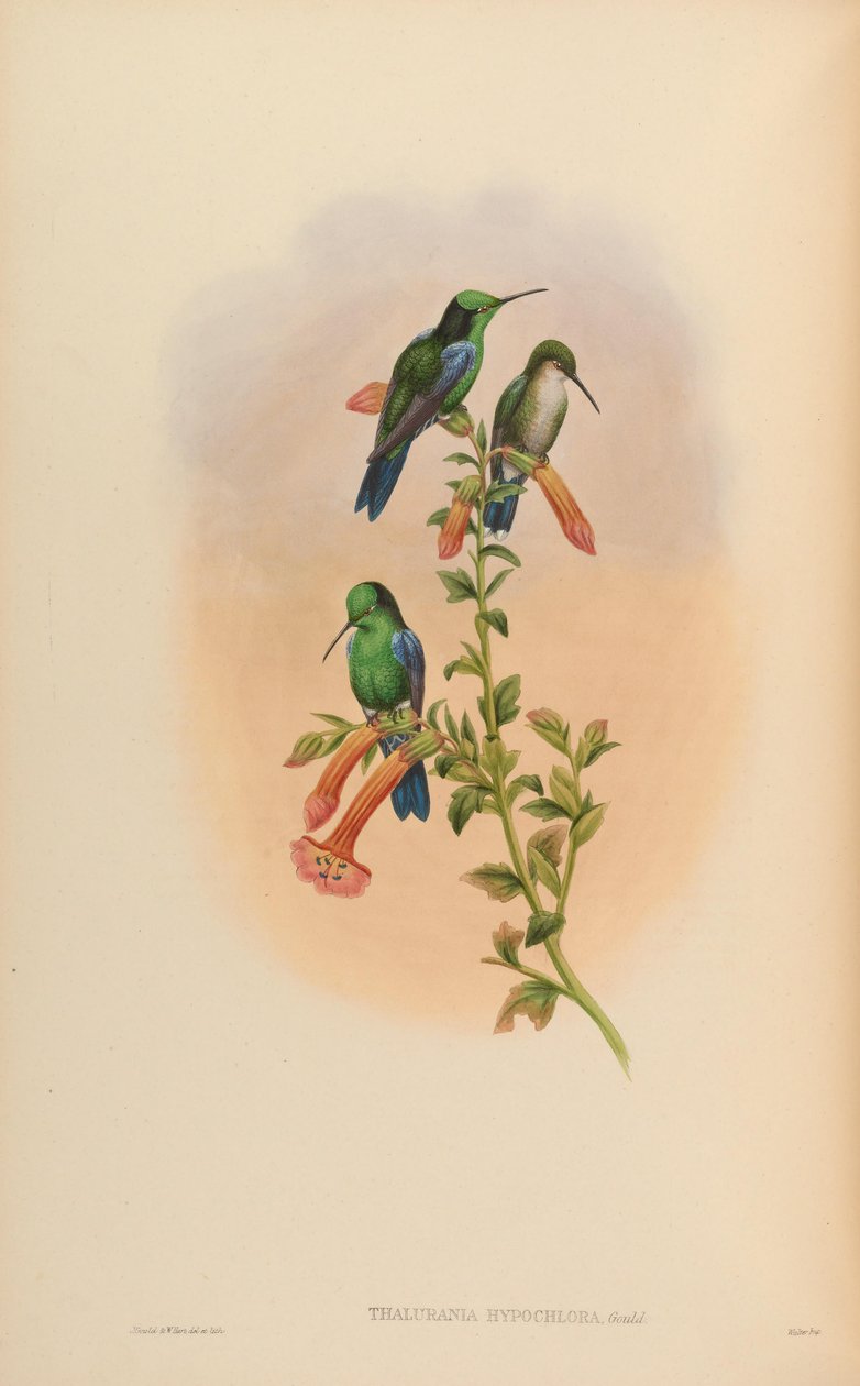 Thalurania hypochlora = Thalurania fannyi hypochlora tekijältä John Gould