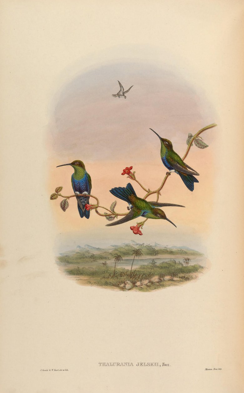 Thalurania jelskii = Thalurania furcata jelskii tekijältä John Gould