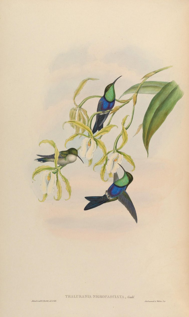Thalurania nigrofasciata = Thalurania furcata nigrofasciata tekijältä John Gould