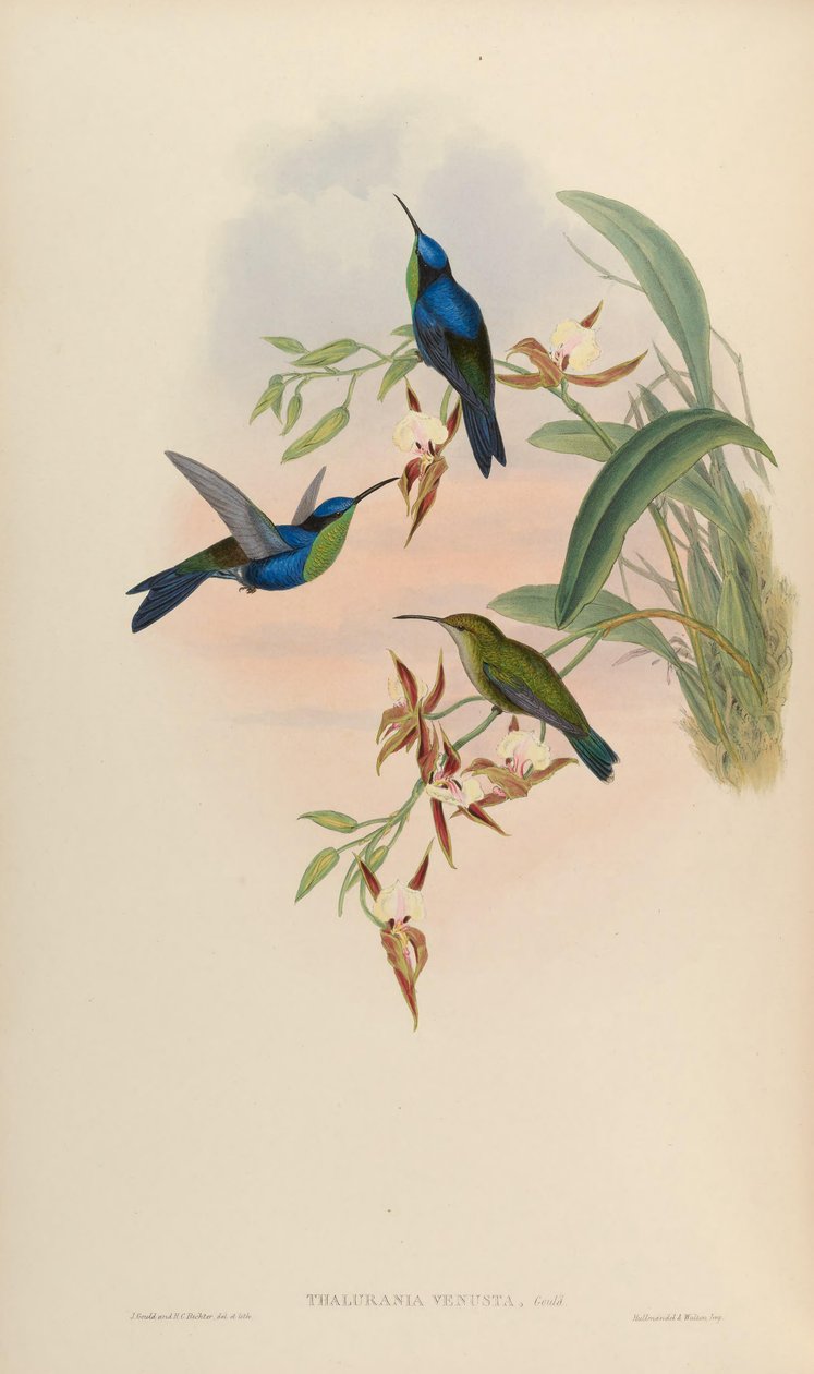 Thalurania venusta = Thalurania furcata venusta tekijältä John Gould