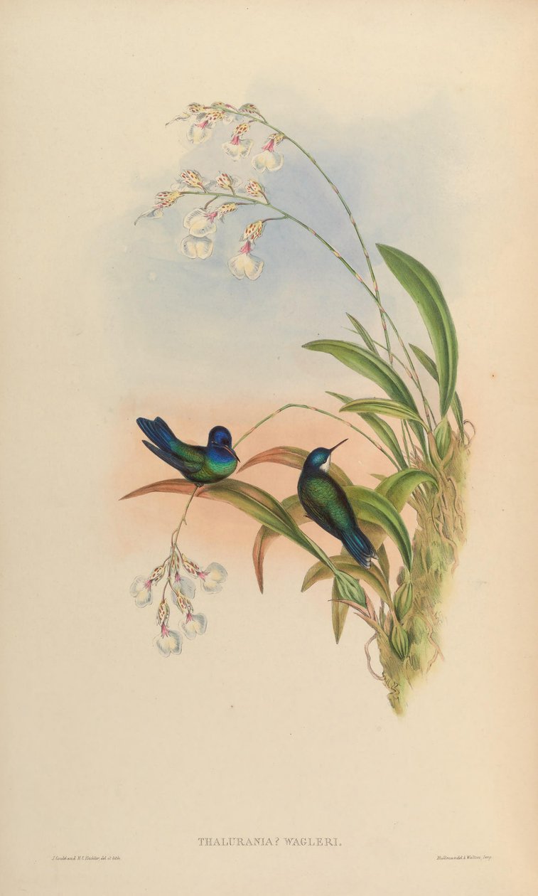 Thalurania wagleri = Cyanophaia bicolor tekijältä John Gould