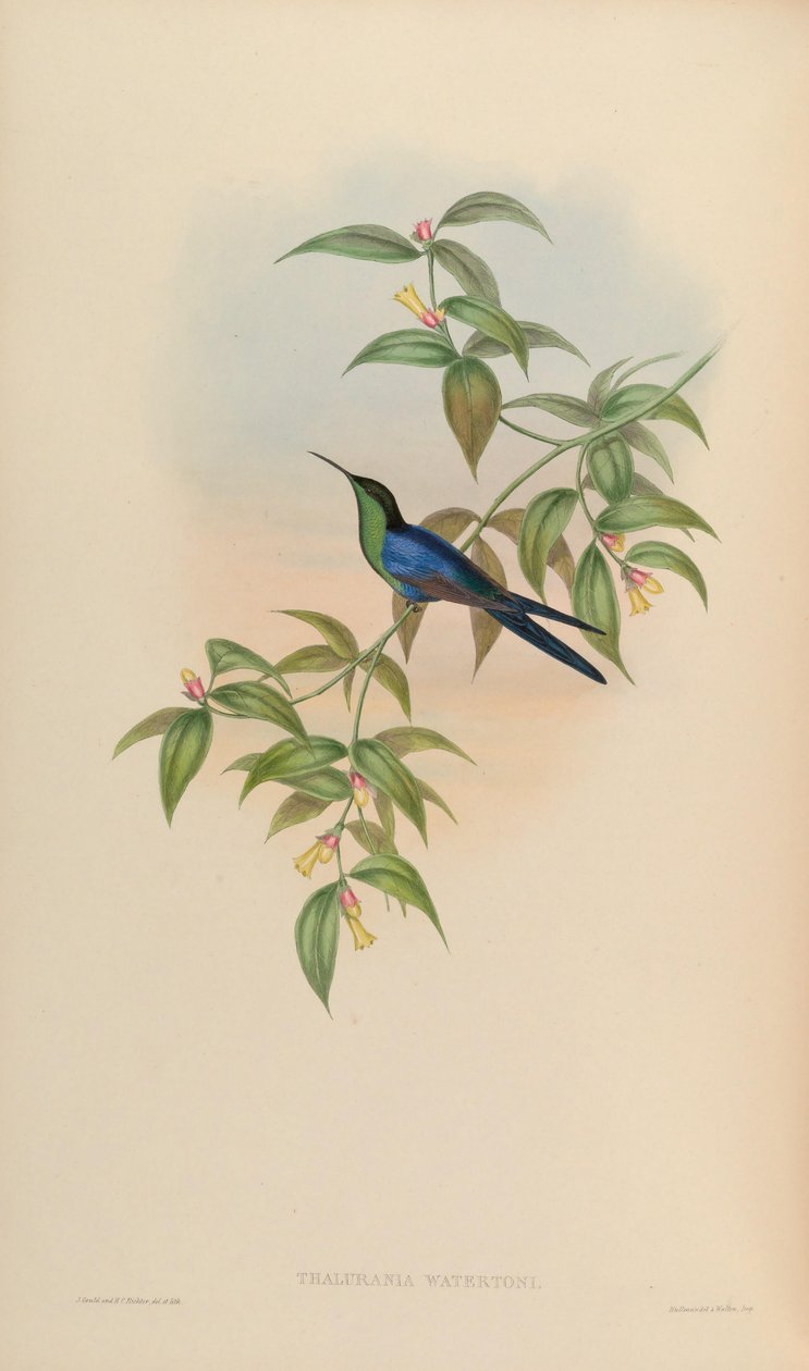 Thalurania watertonii tekijältä John Gould