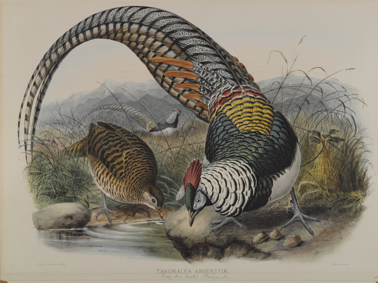 Thaumalea Amherstiae: Lady Amhertsin fasaani tekijältä John Gould