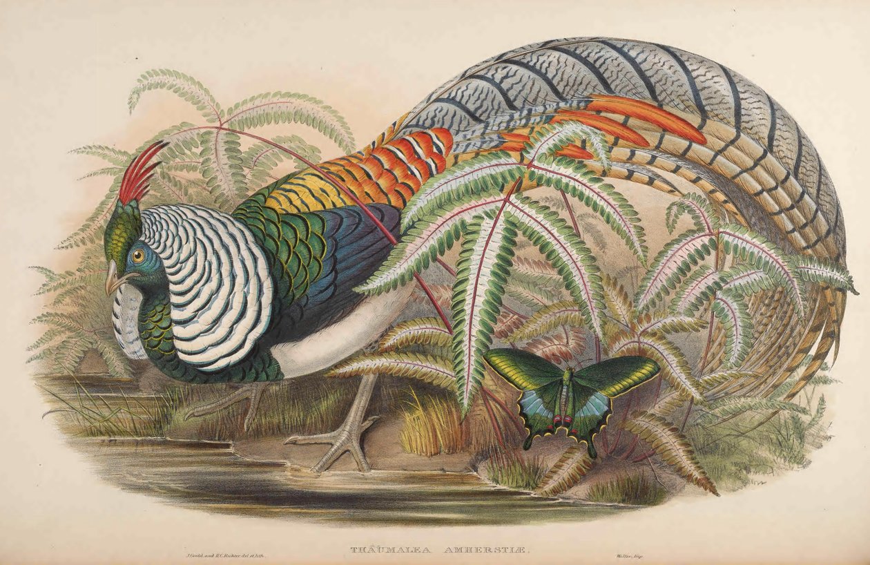 Thaumalea amherstiae = Chrysolophus amherstiae tekijältä John Gould