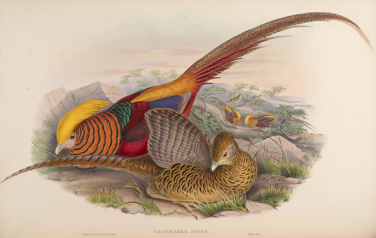 Thaumalea picta = Chrysolophus pictus tekijältä John Gould