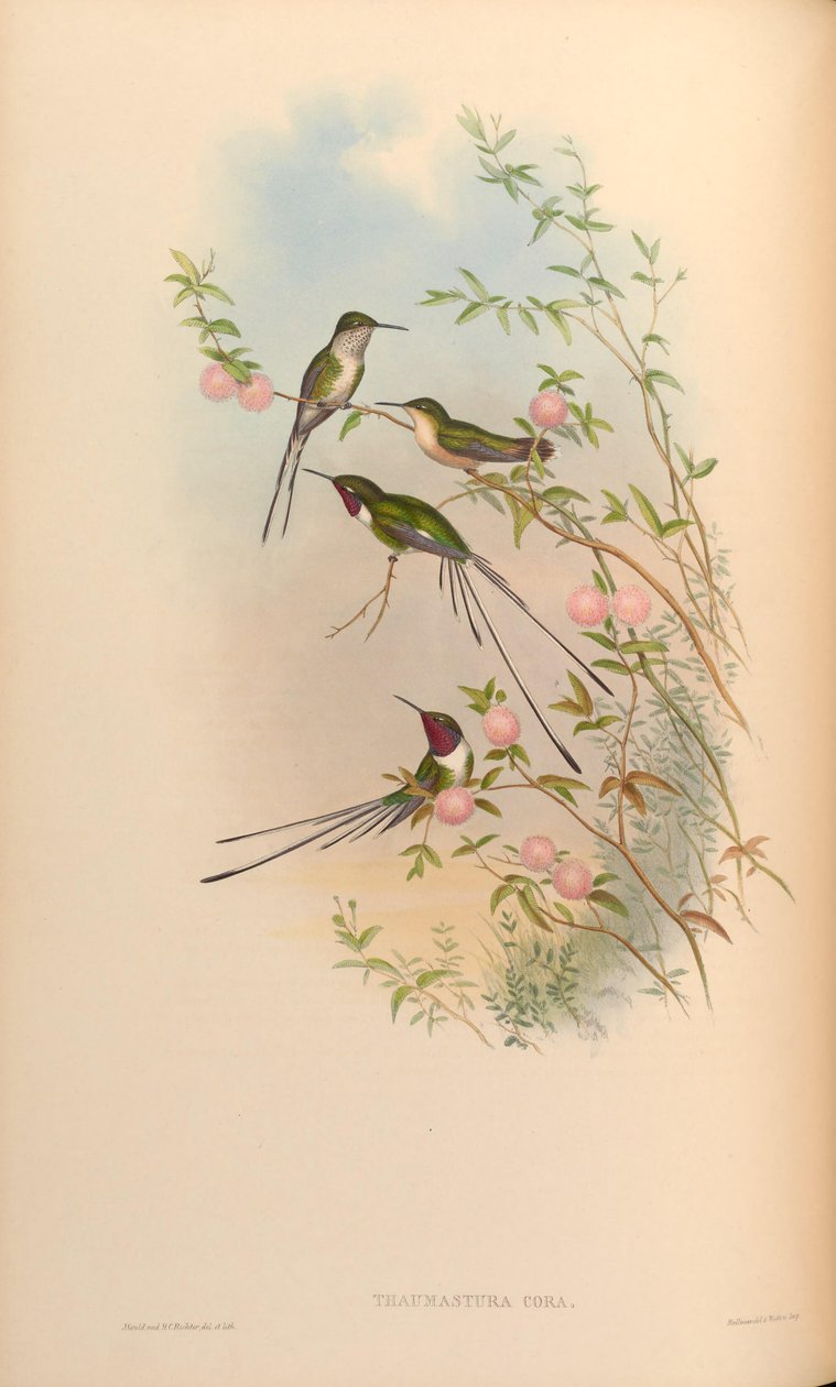 Thaumastura cora tekijältä John Gould
