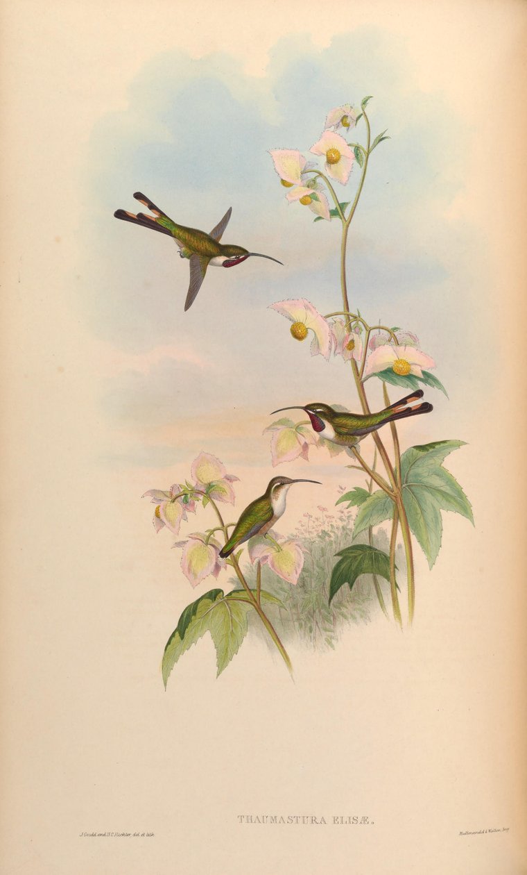 Thaumastura elizae = Doricha elizae tekijältä John Gould