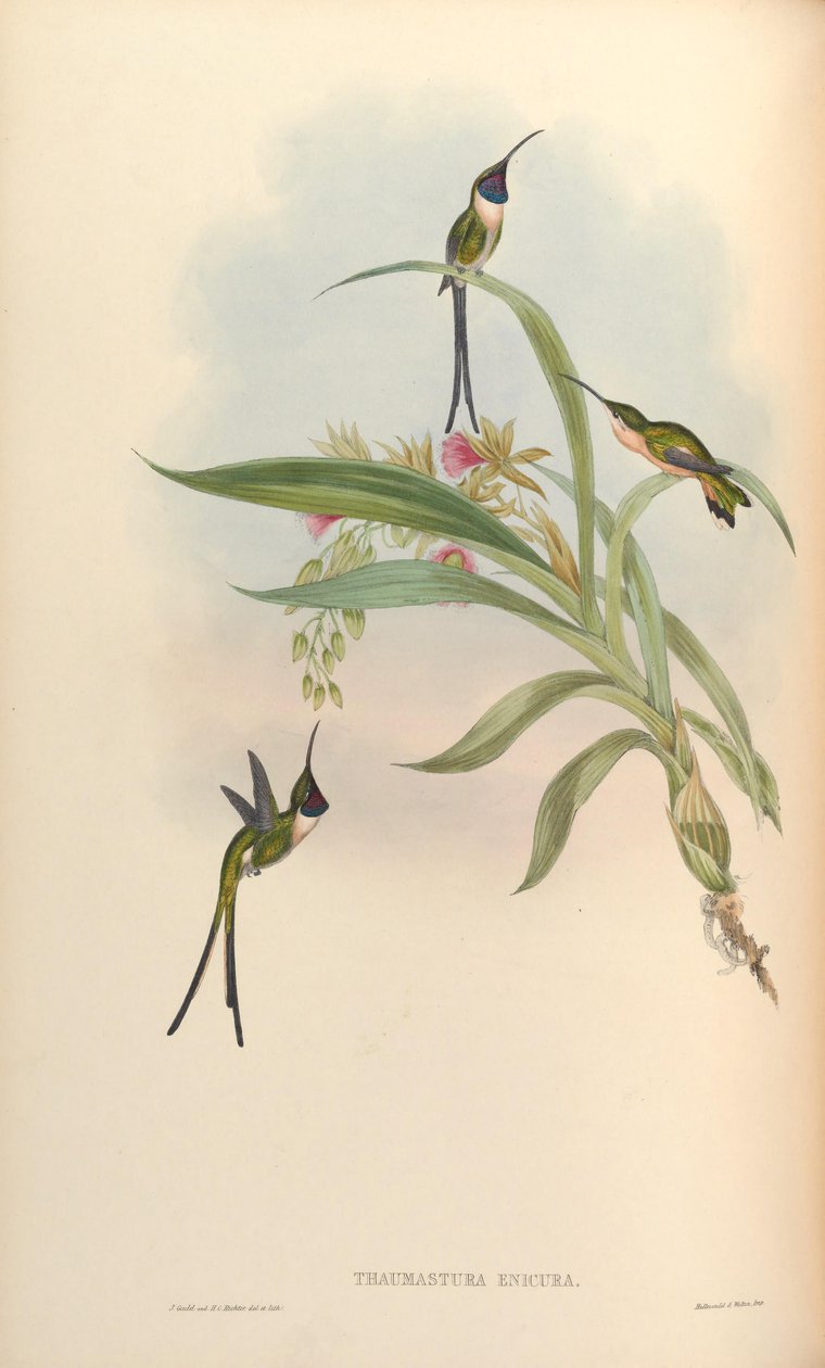 Thaumastura enicura = Doricha enicura tekijältä John Gould