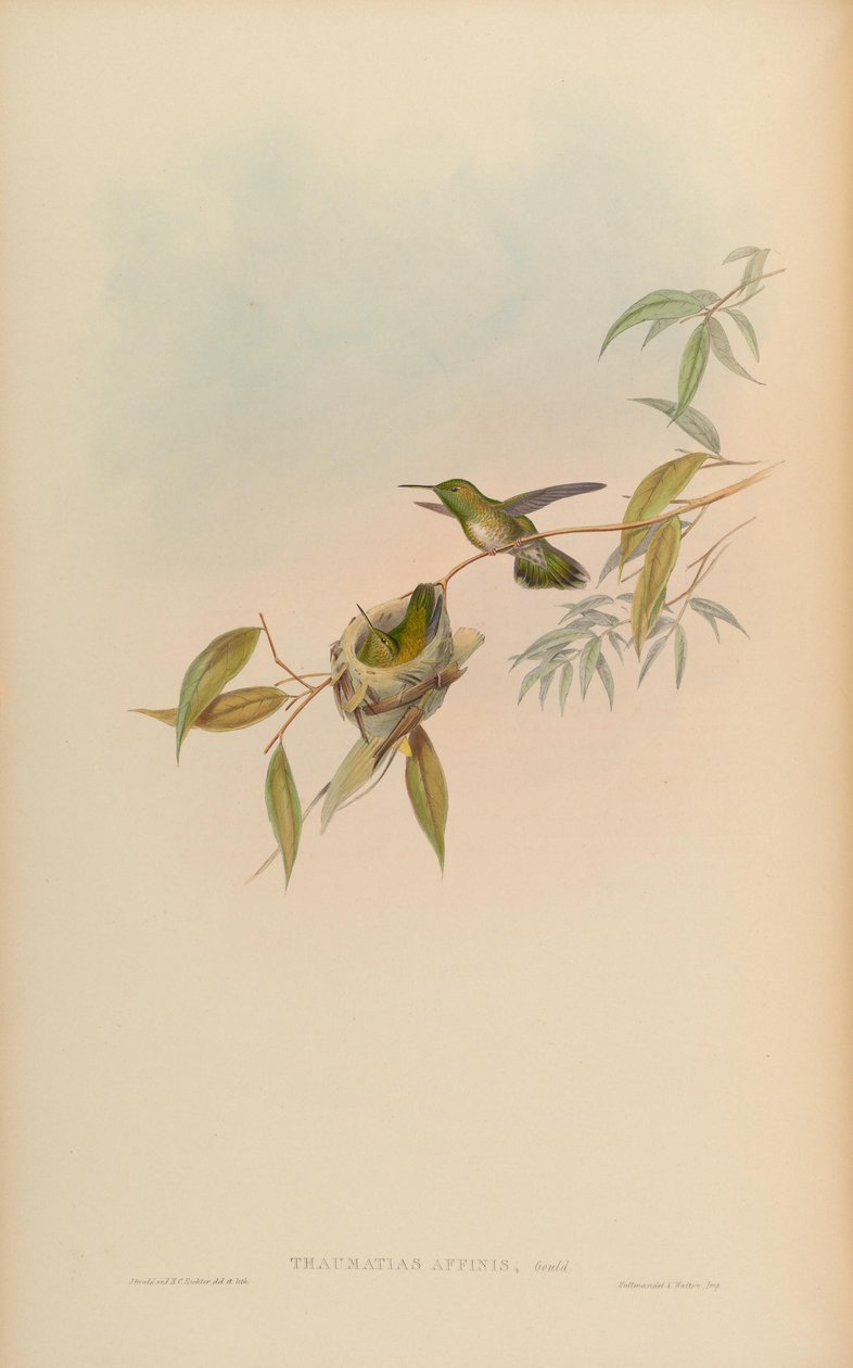 Thaumatias affinis = Amazilia versicolorgould -indeksi tekijältä John Gould